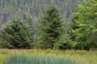 Alaska-Tongass National Forest Meadow and forest landscape Art Print